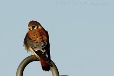 1-29-17-cr__D7K5608.jpg