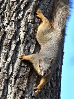 Squirrel.jpg