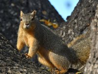 Squirrel2.jpg