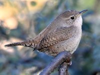 Wren9.jpg