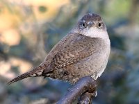 Wren11.jpg
