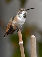 Hummer2.jpg