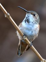 Hummer4.jpg
