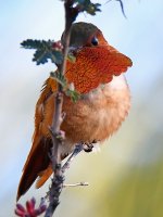 Hummer7.jpg