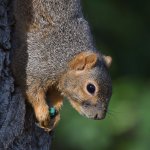 Squirrel4.jpg