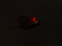 ROY_0200.JPG