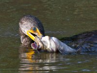 Cormorant2.jpg