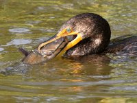 Cormorant5.jpg