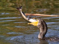 Cormorant8.jpg
