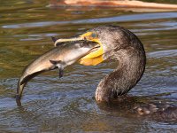 Cormorant9.jpg