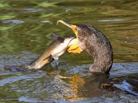 Cormorant10.jpg