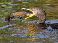 Cormorant11.jpg