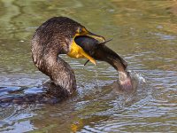 Cormorant6.jpg