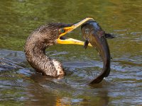 Cormorant12.jpg