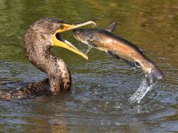 Cormorant13.jpg