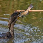 Cormorant14.jpg