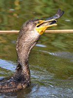Cormorant15.jpg