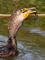 Cormorant16.jpg