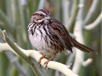 Sparrow2.jpg