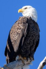 BaldEagle-200.jpg