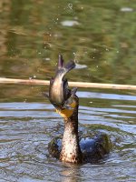 Cormorant7.jpg