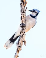 BlueJay-200.jpg