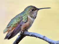 Hummer18.jpg