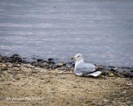 DSC_2426 low res.jpg