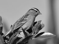 SparrowBW.jpg