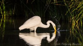 DSC_8095.jpg
