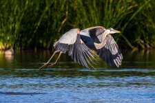 DSC_7768.jpg