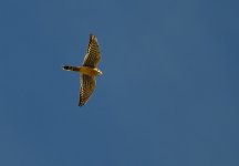 ROY_0244.JPG
