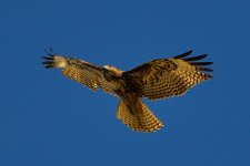 ROY_0252.JPG