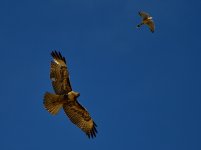 ROY_0253.JPG