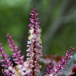 DSC_3859.jpg