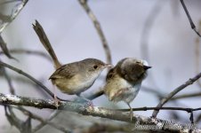DSC_3775.jpg