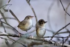 DSC_3783.jpg