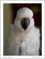 parot-3.jpg