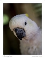 parot-4.jpg