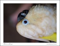parot-5.jpg