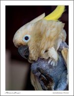 parot-7.jpg