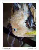 parot-8.jpg