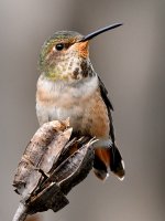 Hummer3.jpg