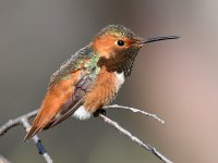 Hummer9.jpg