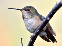 Hummer19.jpg