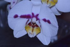 DSC_7265.jpg