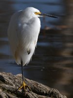 Egret.jpg