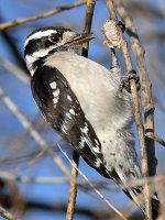 DownyWoodpecker10.jpg