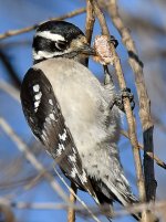 DownyWoodpecker11.jpg