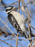 DownyWoodpecker5.jpg